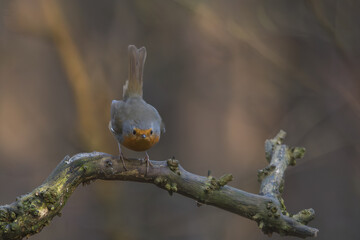 Fototapeta premium Red Squirrel in a forest a cute little rodent.