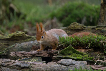 Fototapeta premium Red Squirrel in a forest a cute little rodent.
