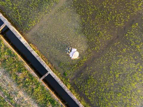 Aerial view of a lone worker tending to a flooded rice paddy, their conical hat a bright spot against the earthy tones of the field, Da Nang, Vietnam.