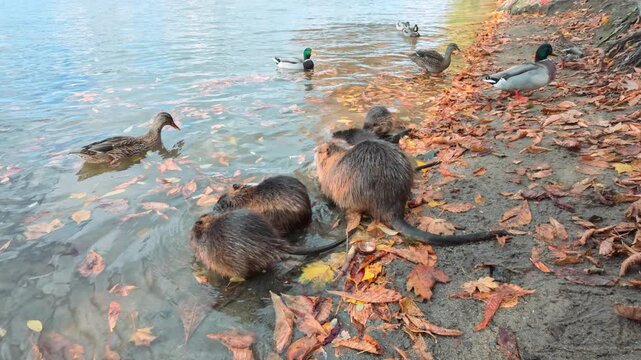 Family of nutria sits in water, eating succulent vegetables brought to them by tourists, while wild ducks wander and swim nearby. Mother and her young by river covered in autumn leaves on sunny day