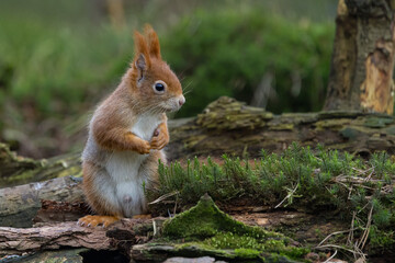 Fototapeta premium Red Squirrel in a forest a cute little rodent.
