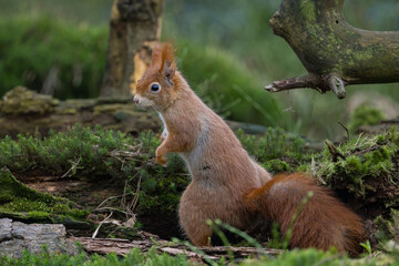 Fototapeta premium Red Squirrel in a forest a cute little rodent.