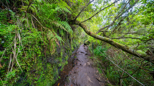 Levada do Caldeirao Verde, Parque Forestal Das Queimadas, Madeira, Portugal, Europe