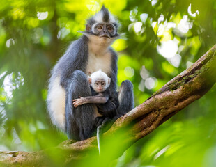 Obraz premium Thomas monkey (Thomas's langur) in Sumatra, Gunung Leuser National Park