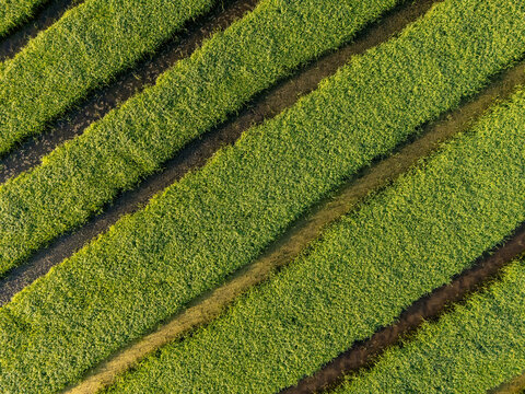 Aerial view of neatly cultivated fields create a geometric tapestry of vibrant greens and earthy browns, a testament to agriculture, Chiang Mai, Thailand.