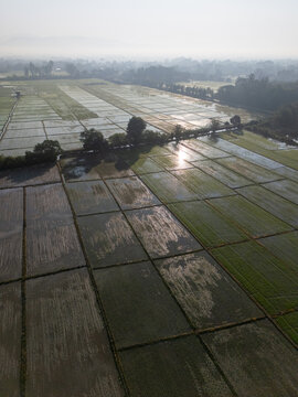 Aerial view of sun-kissed rice paddies reflecting the sky's soft hues, a tranquil tapestry of green and gold stretching towards the horizon, Chiang Mai, Thailand.