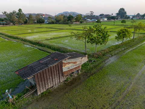 Aerial view of vibrant green rice paddies stretch across the landscape, contrasting with the rustic charm of a weathered wooden structure, Choui Fon, Thailand.