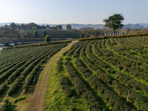 Aerial view of vibrant green tea bushes in neat rows create a mesmerizing pattern across the landscape, contrasting with the earthy tones of the dirt path, Choui Fon, Thailand.