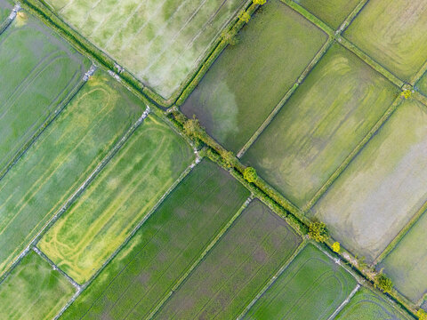 Aerial view of the vibrant green rice paddies, a patchwork quilt of agricultural land, divided by narrow waterways, Choui Fon, Thailand.