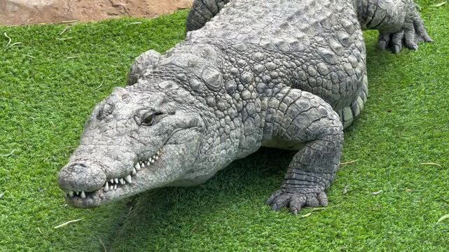 Close-up of a crocodile's head and scales as it rests partially submerged in water.