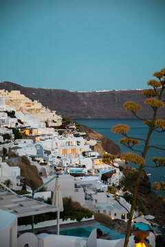 View of white buildings cascading down the hillside meeting the blue sea, a plant in the foreground adding depth to the scene, Santorini, Thira, Greece.