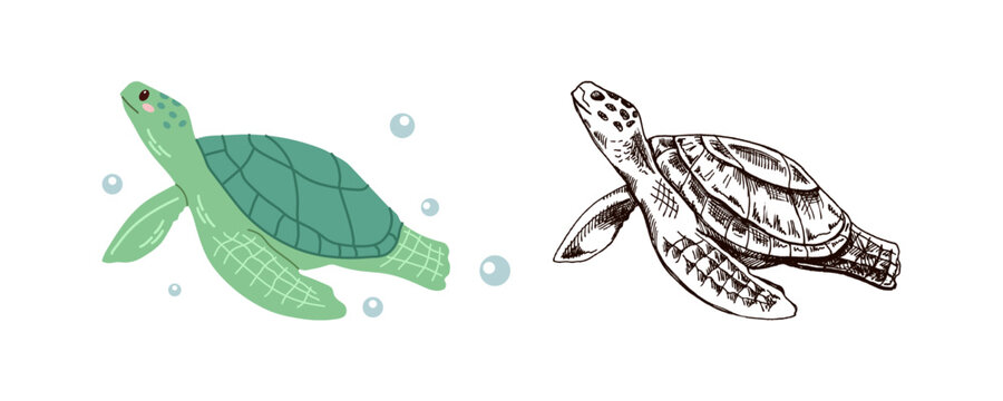 Cute hand drawn marine turtle in flat and vintage line style ocean aquatic animal vector illustration underwater