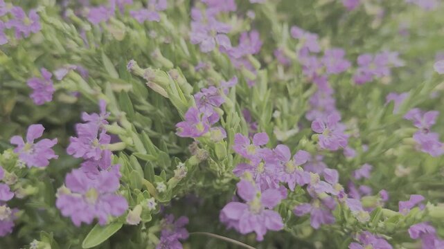Mass of Tiny Purple False Heather Flowers Blooming in a Lush Green Garden