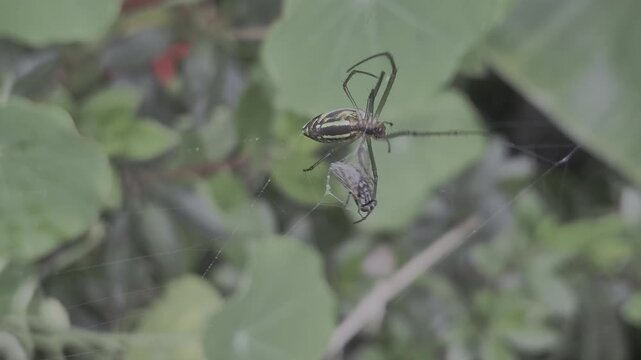 silver-sided spider hanging upside down from a silk thread in a garden