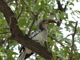 Obraz premium red billed hornbill in the tree