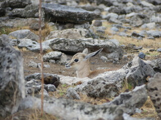 young antelope spotted on Safari in Africa  © Evi