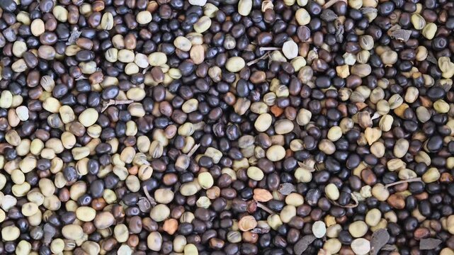 Top-Down Macro of Mixed Dried Fava Beans (Broad Beans) Collection