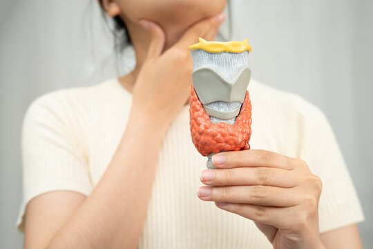 Hyperthyroidism, Overactive Thyroid, Thyroid Lymphoma, Asian woman with thyroid gland human anatomy model.