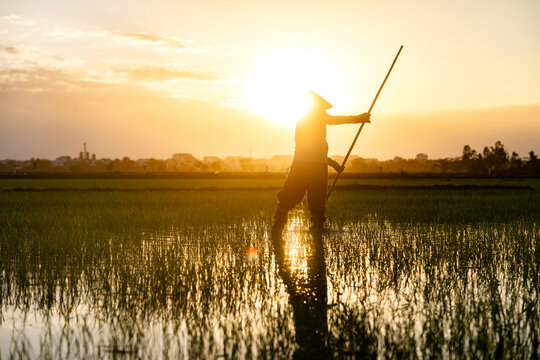 View of a solitary rice farmer standing in a flooded field at sunset, with the golden light reflecting on the water, Hoi An, Quang Nam, Vietnam.