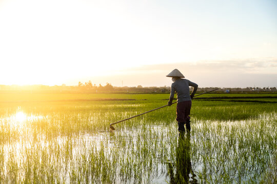 View of a rice farmer toiling in the flooded, sun-kissed fields at dawn, the golden light reflecting off the water and lush green rice, Hoi An, Quang Nam, Vietnam.