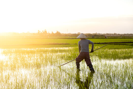 View of a lone rice farmer works the flooded fields under the hazy glow of the sun, creating shimmering reflections in Hoi An, Quang Nam, Vietnam.