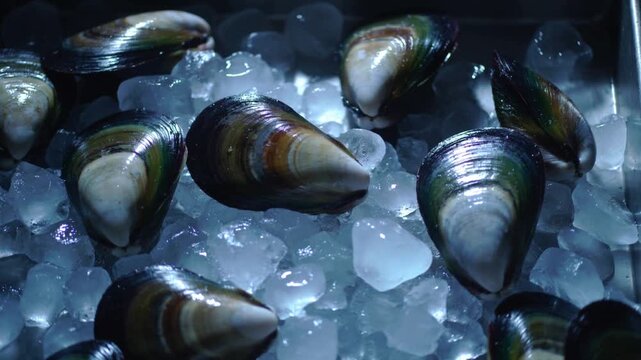 Crushed-ice and closed-mussel tabletop background with a cold gleam passing over wet shell surfaces