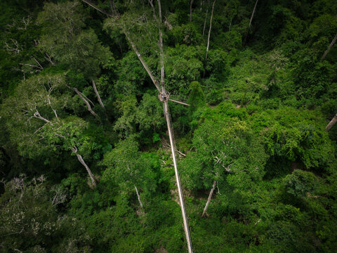 Aerial view of vibrant green canopy, a dense tapestry of leaves and branches stretching to the horizon, bisected by a single, stark white trunk, Sekondi Takoradi, Ghana.