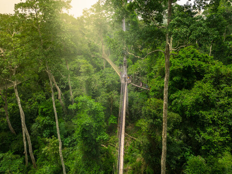 Aerial view of the lush, dense forest canopy, with vibrant greens and varied textures, as sunlight filters through the trees, Sekondi Takoradi, Ghana.
