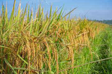 Naklejka premium Golden ripe rice field under blue sky, ready for harvest in tropical agriculture farm. High quality paddy grains, rural landscape, organic cereal cultivation and food production concept