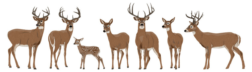 Fototapeta premium White-tailed deer family collection, set of realistic graceful stags with antlers, does and spotted fawn, wild forest animals isolated on white background for hunting, nature and wildlife design