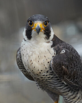 Peregrine falcon portrait looking directly at camera vertical composition