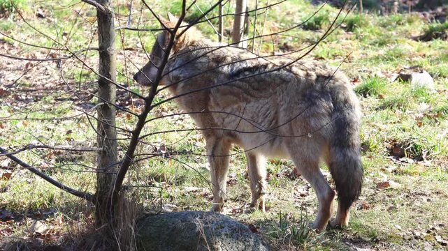 Gray wolf standing near a tree in a natural setting, showcasing its fur texture and posture as it turns away from the camera in a forested area