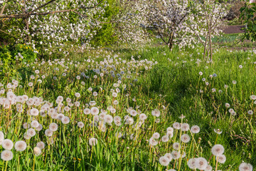 Dandelions with downy seed heads among grass in apple orchard © An-T