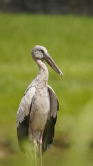 Fototapeta premium This image shows a close-up profile of the same Asian Openbill (Anastomus oscitans) perched on a metallic railing.