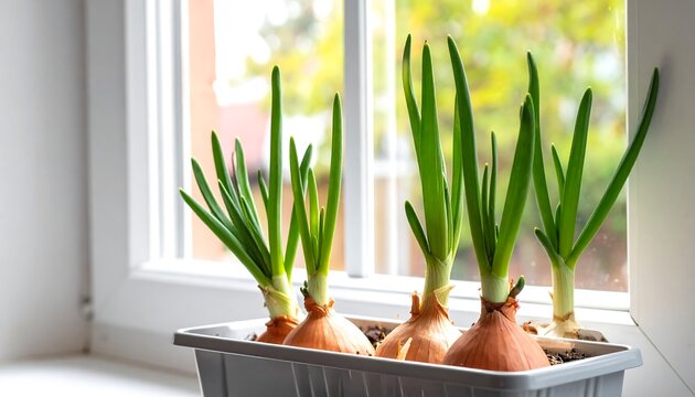 Growing Green Onions Indoors on a Windowsill.