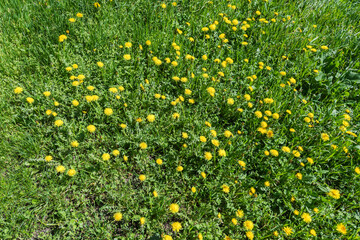 Meadow overgrown with blooming dandelions among grass in sunny day © An-T