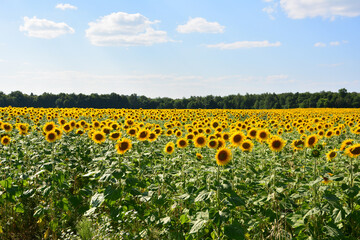 Obraz premium Vast blooming sunflower field under a blue summer sky wallpaper