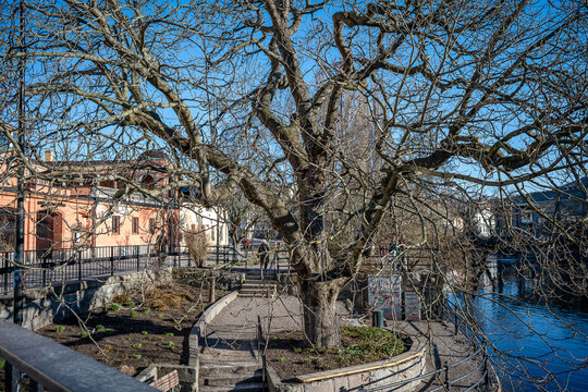 Chestnut tree at Carl von Linnes place and a view of Motala Stream during early spring in Norrk&ouml;ping. Norrk&ouml;ping is a historic industrial town in Sweden.