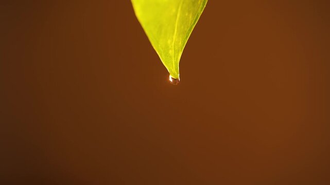 Macro view showing a single, clear water droplet gathering on the pointed tip of a vibrant green leaf, eventually falling in slow motion against a blurred brown background