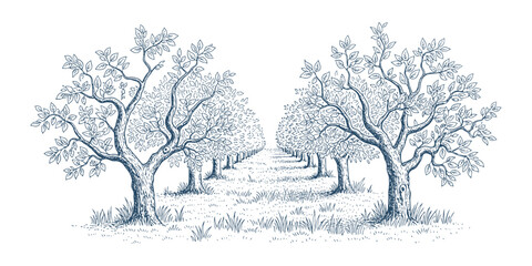 Obraz premium Orchard with rows of fruit trees, detailed hand drawn agricultural vector illustration