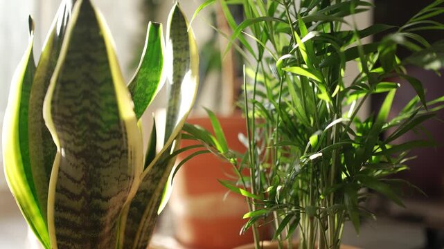 Golden morning sunlight moving across a vibrant snake plant and a delicate parlor palm in terracotta pots, illuminating the green leaves and casting dynamic shadows on the foliage