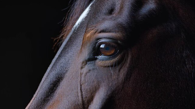 A close-up shot of a horse's eye and nose in a dark environment