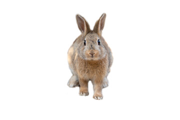 Fototapeta premium A fluffy brown rabbit sits on a pure white background, looking directly at the viewer. This image is perfect for Easter, pet-related content, or farm themes