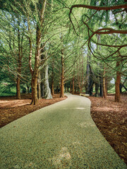 Fototapeta premium Path through forest with tall trees and green canopy, gravel walkway winding between trunks, nature trail in a peaceful park with sunlight filtering through leaves.