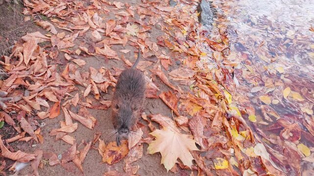 Camera moving back, an inquisitive Coypu (Nutria) looking at camera with curiosity and quickly follows it is should along river bank strewn with vivid autumn leaves 