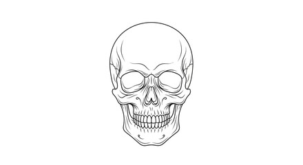 Fototapeta premium Human Skull Outline Drawing, Anatomical Head Skeleton, Black and White Illustration