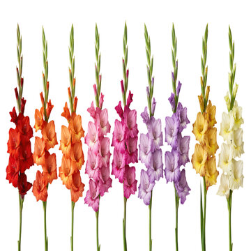 Row of gladiolus flowers on a white background pink to purple, lavender, orange, red varities