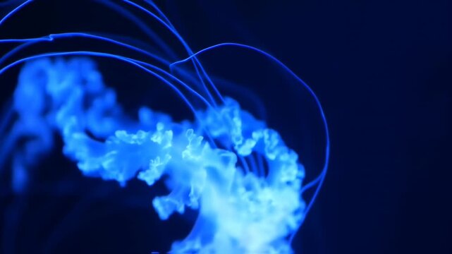 Bioluminescent jellyfish floats in deep blue water, tentacles trailing. Abstract aquatic marine life