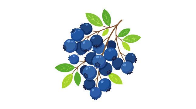Fresh Blueberries on a Branch with Green Leaves.