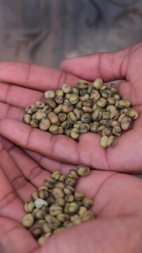 Macro Shot of Dried Green Fava Beans (Broad Beans) Seeds in Hands